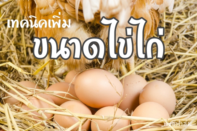 วิธีง่ายๆเพิ่มขนาดไข่ไก่ให้ใหญ่ขึ้น